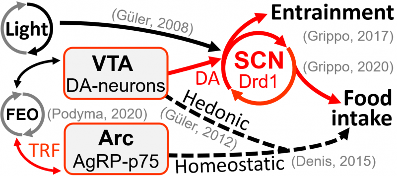 DA metab SCN pathways