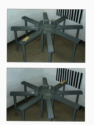 Win-Shift Radial Maze Training Procedures