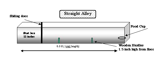 Straight Alley Behavioral Task