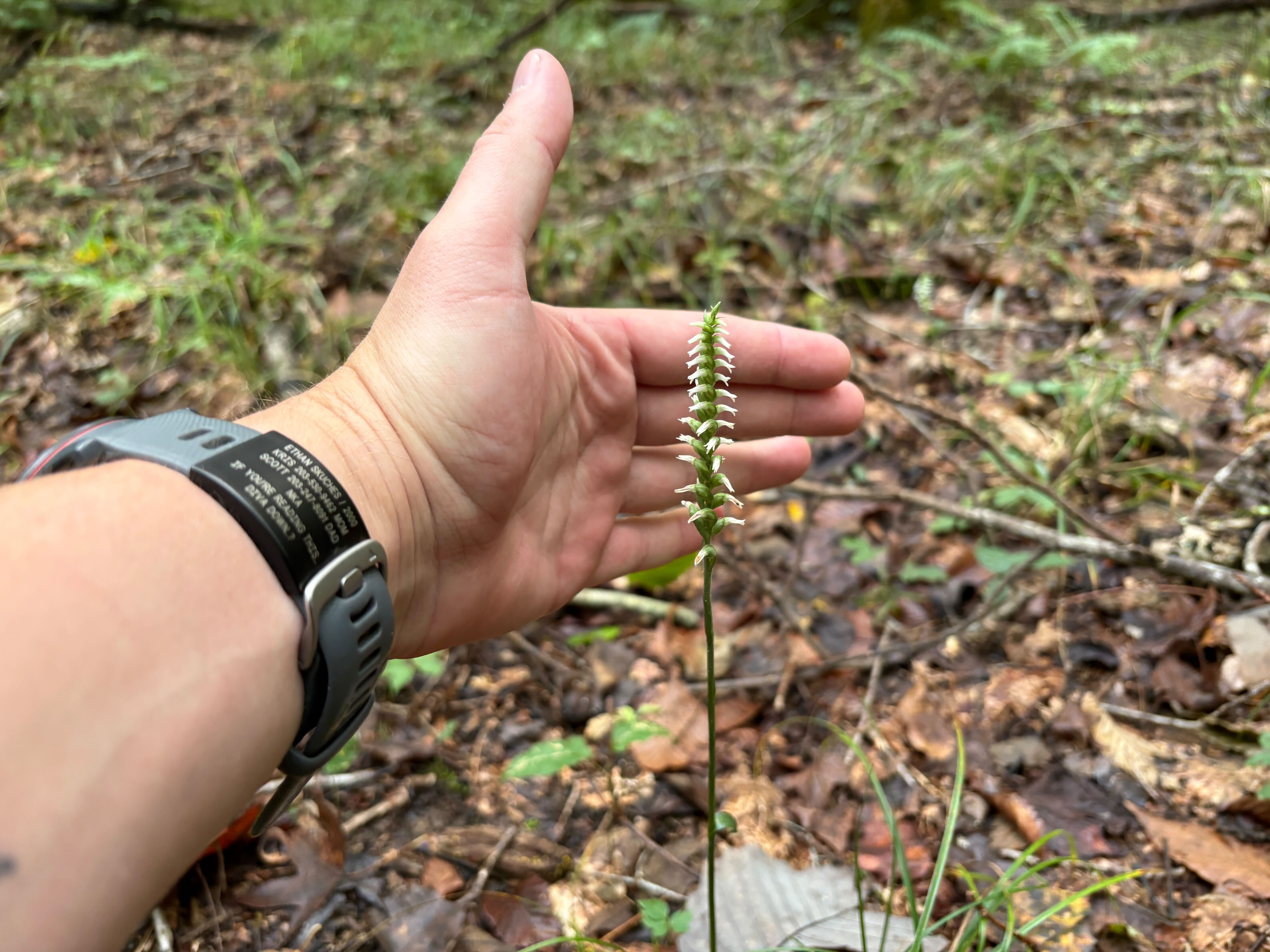 Oval Ladies' Tresses