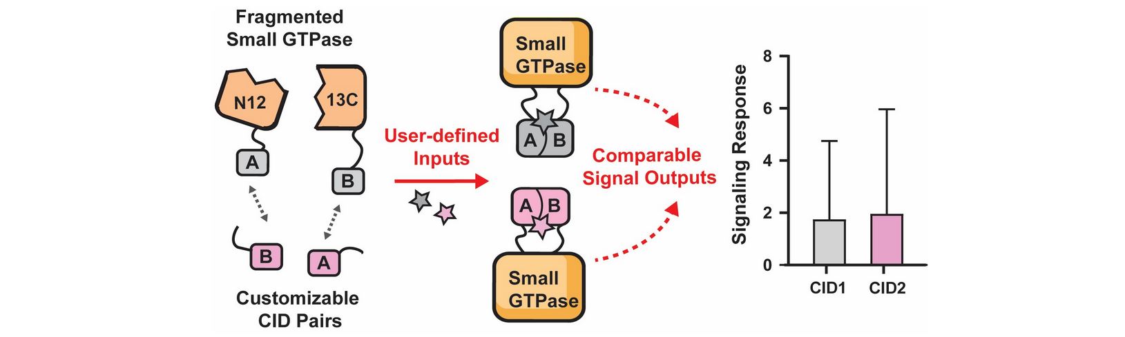 Split GTPase reassembly
