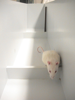 Straight Alley Behavioral Task