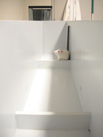 Straight Alley Behavioral Task