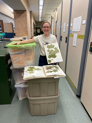 Hanna in Herbaria!