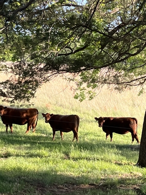 Cattle at Morven.