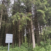 Norway spruce provenance trial in QC