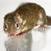 tree shrew
