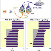 Reward neurons that control circadian clocks