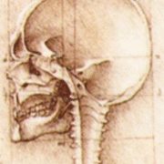 a sketch of the inside of a skull