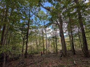 Patience & Paint Rock