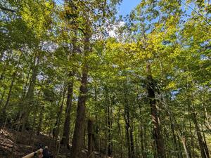 Binocs for the tupe fruits