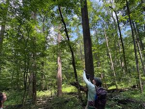 Using the forestry slingshot to get red oak leaves at SCBI