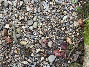 Find the tupelo fruit in the pebbles...