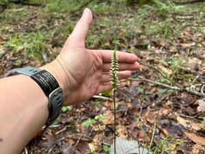 Oval Ladies' Tresses