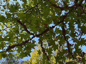 Sweetgum has wings!?!
