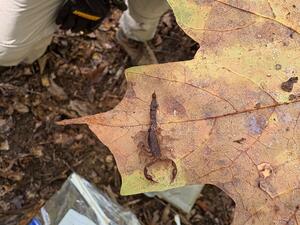 Southern devil scorpion