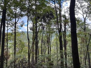 View from atop the Cumberland Plateau