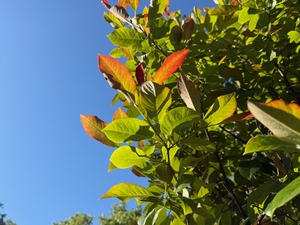 wildfire blackgum