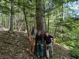 huge blackgum @ Mohonk