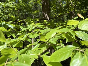 blackgum