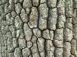 blackgum bark