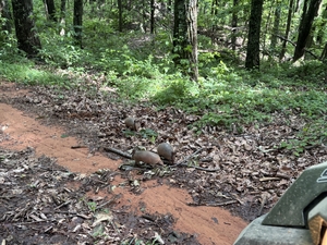 armadillos in AL!!