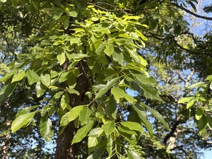 Blackgum in Baltimore!