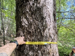 80cm blackgum in Mohonk!