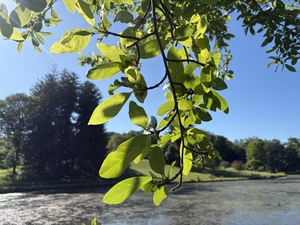 Blackgum @ Vassar