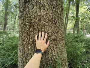 Big blackgum in MD