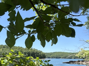 blackgum on the reservoir