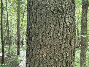 blackgum bark!
