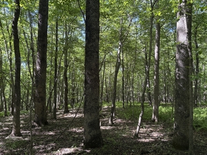 blackgum forest!