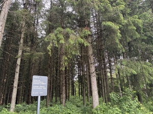 Norway spruce provenance trial in QC