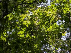 Tupelo canopy at SCBI