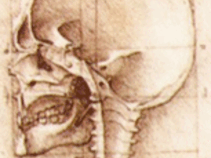 a sketch of the inside of a skull
