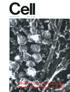 Submolecular domains of bovine brain kinesin identified by electron microscopy and monoclonal antibody decoration