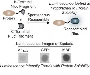 Cell-Based Assays for Protein Solubility