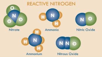 Reactive Nitrogen