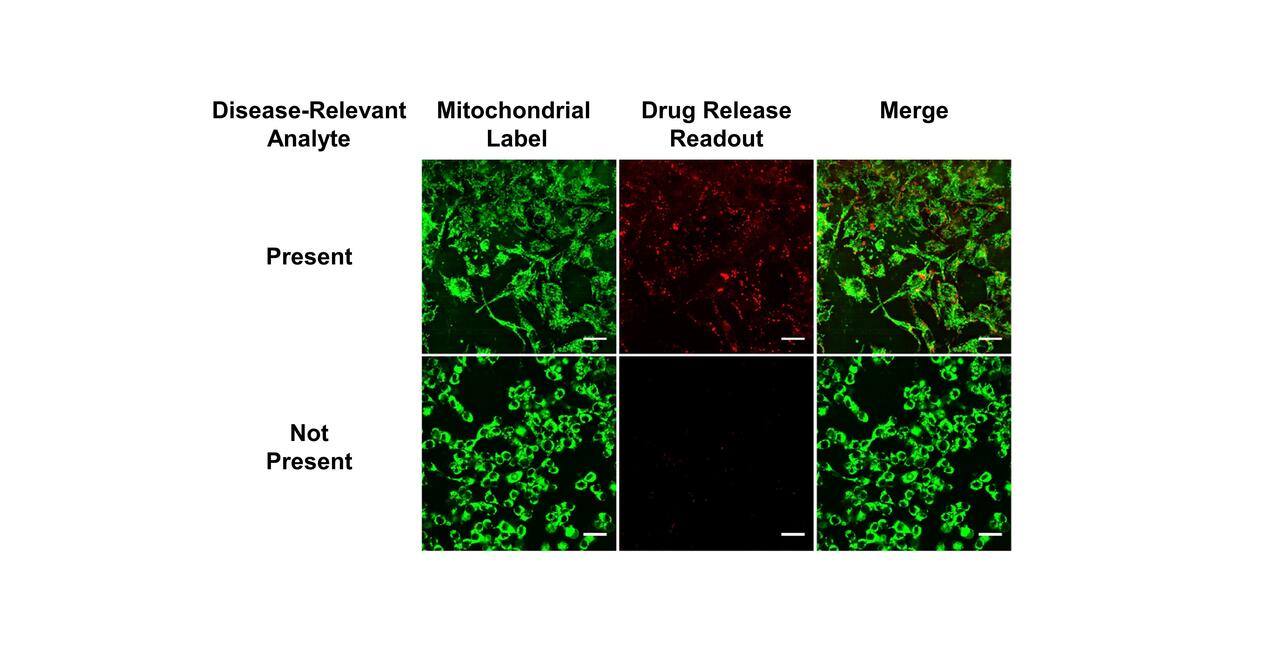 Targeted Drug Delivery