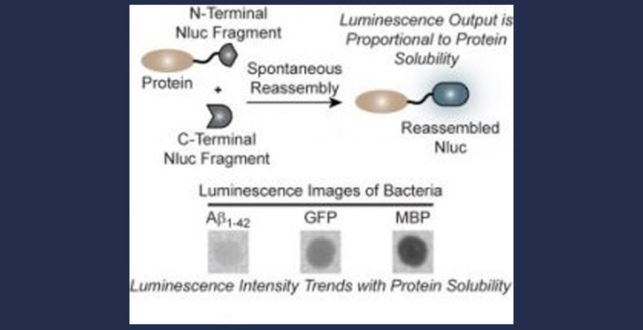 Cellular Assays for Protein Solubility