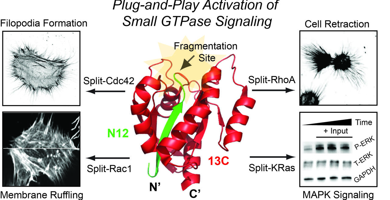 Dissecting Cellular Communication