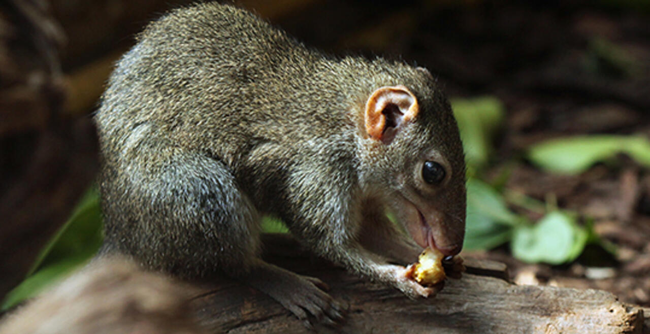 A tree shrew, enjoying its food