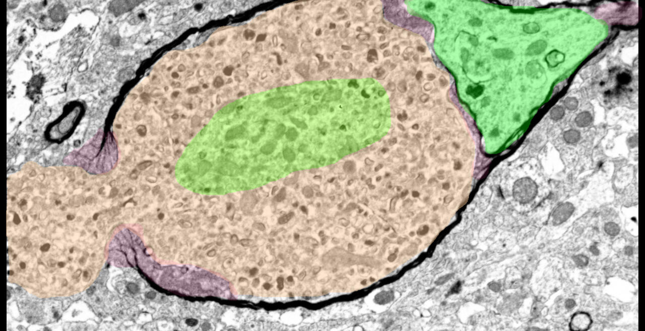 Myelin bulb
