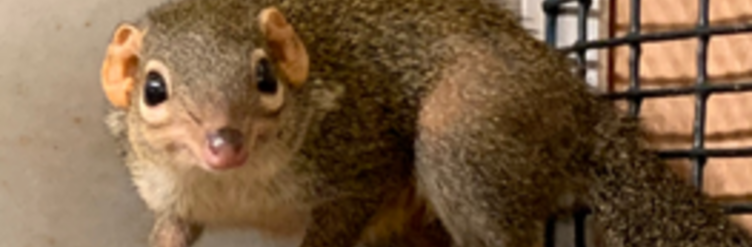 tree shrew