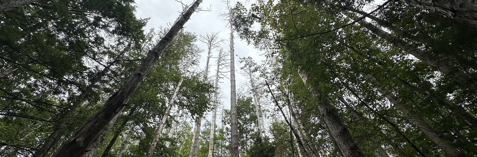 Tree Mortality