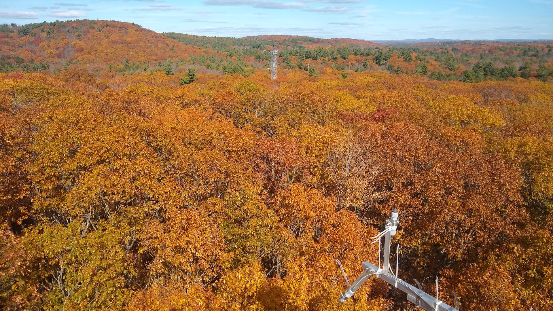 Fall foliage in the Harvard Forest