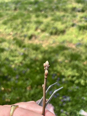 buds