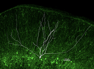 Wide Field Cell reconstructed on a background of AAV-Cbln2 labeled sSC