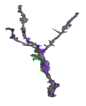 3DLGN dendrite